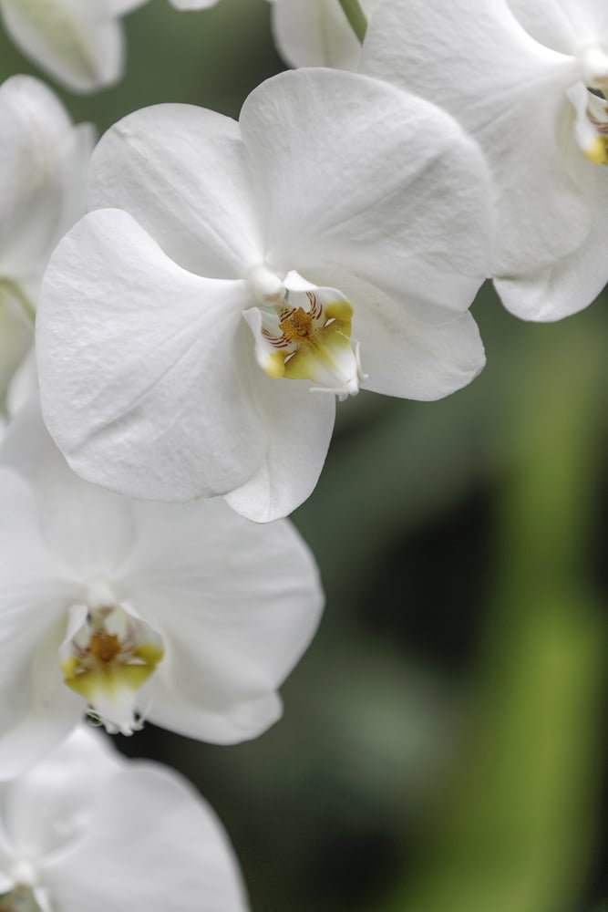 Lavender Vanilla Floral Candle Set image